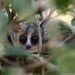 Mouse lemur