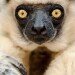 Verreaux' sifaka