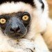 Verreaux' sifaka