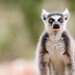 Ring-tailed lemur