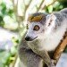 Crowned lemur female