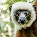Coquerel's sifaka