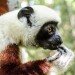 Coquerel's sifaka