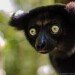 Indri (juvenile)