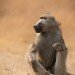 OLIVE BABOON STUDY by Simon Pender