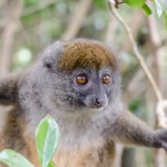 Easter bamboo lemur