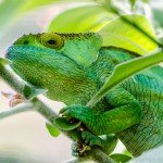 Chameleon