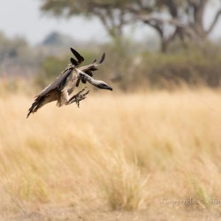 White-backed vulture landing