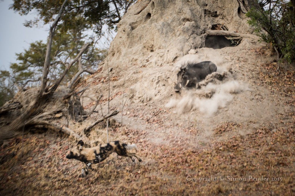 Warthog chases wild dog