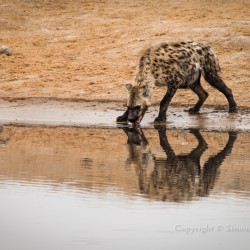 Spotted hyena drinking at waterhole