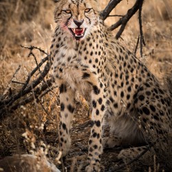 Female cheetah defends her kill